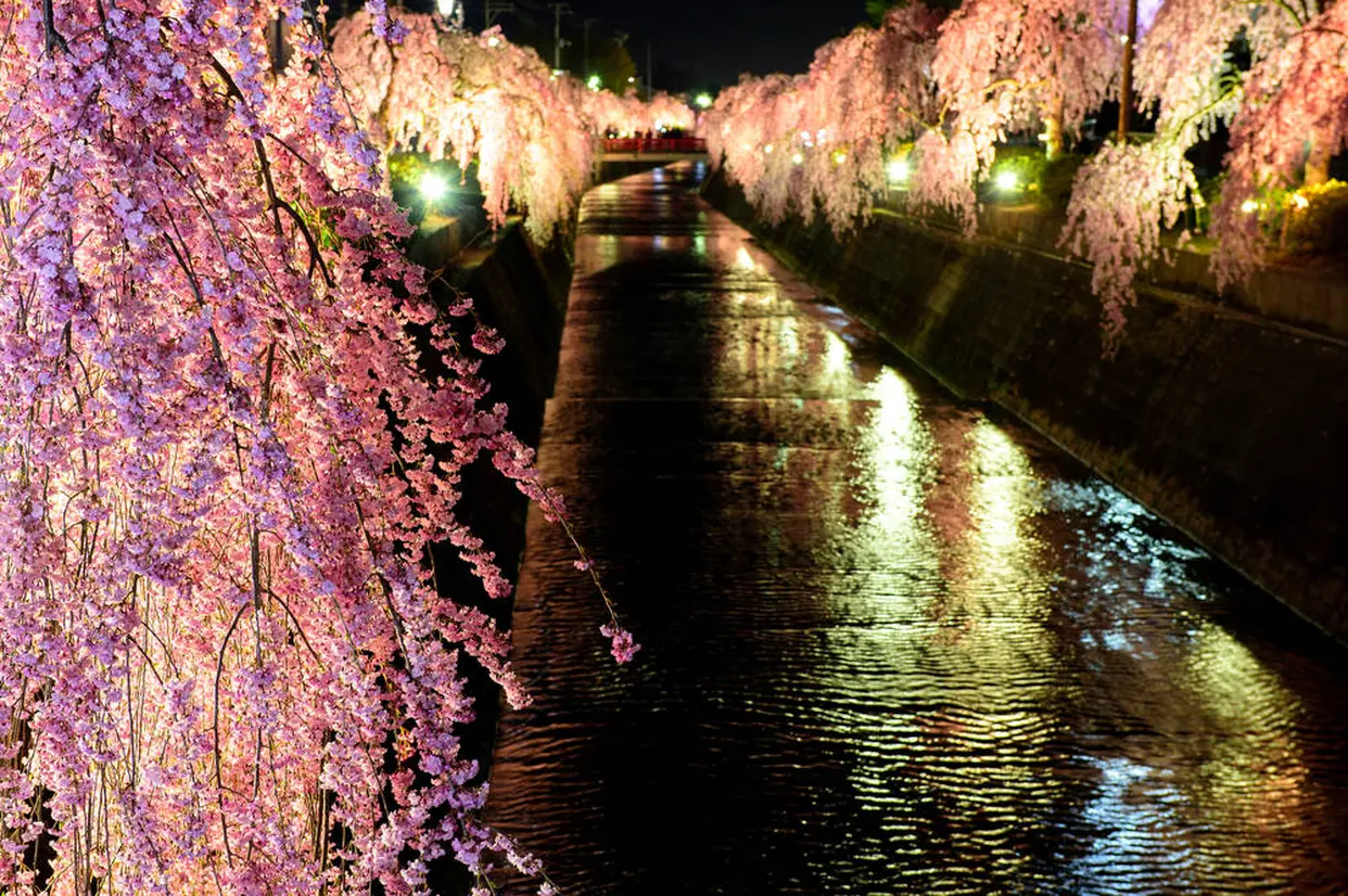 天童桜まつり