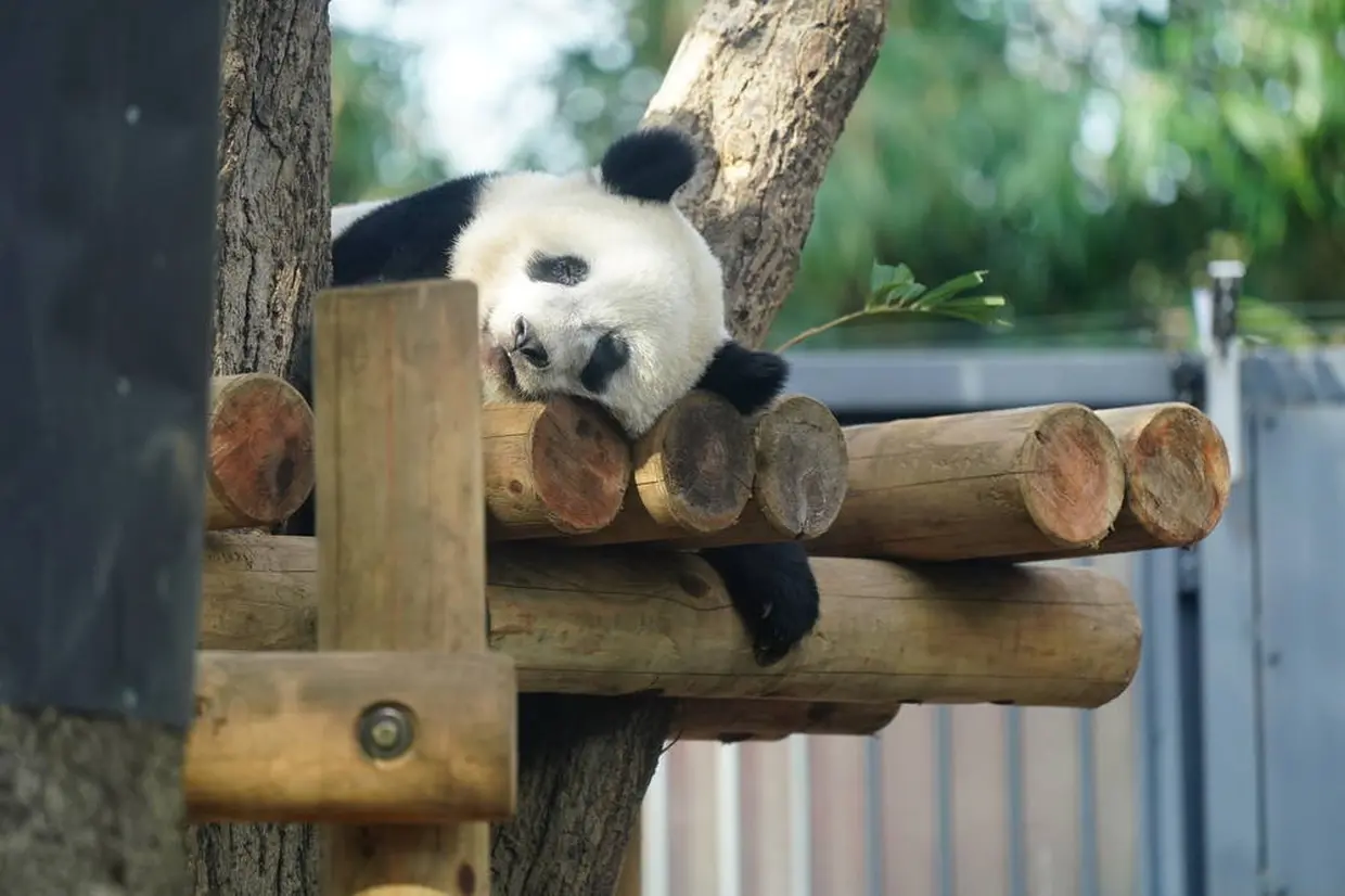 上野 上野動物園