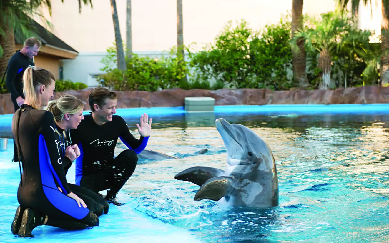 イルカと触れ合うトレーナー体験 (c) MGM Resorts International(R)