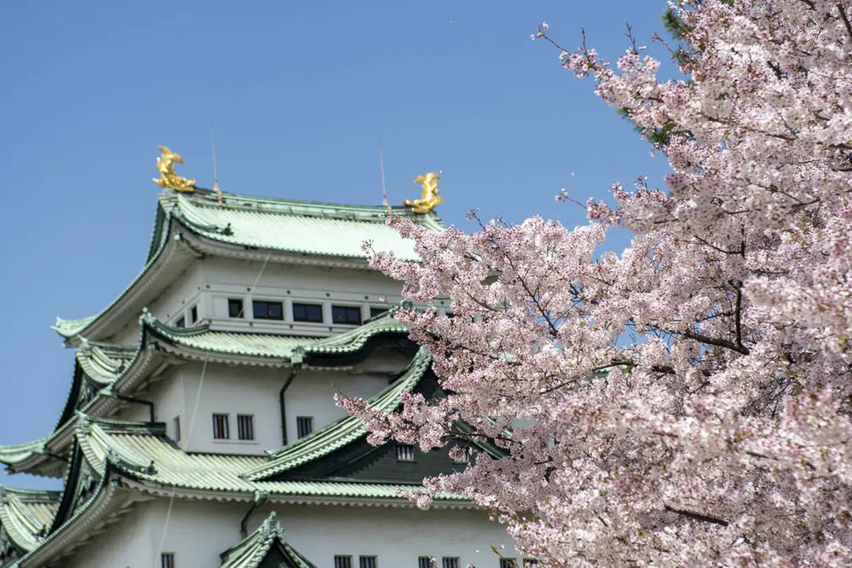 名古屋城の楽しみ方完全ガイド 日本三名城の1つ 名古屋を代表する観光スポットの見どころを徹底解説 Holiday ホリデー