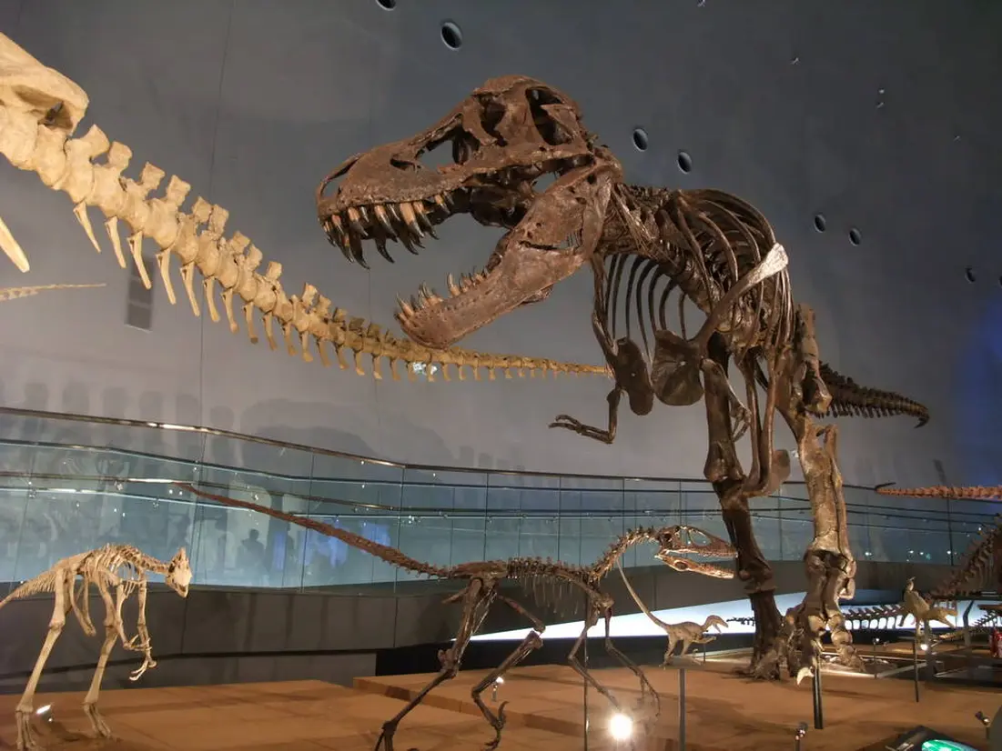 化石 骨格 標本 アオザメ 歯化石 超特大 希少 - アンティーク/コレクション