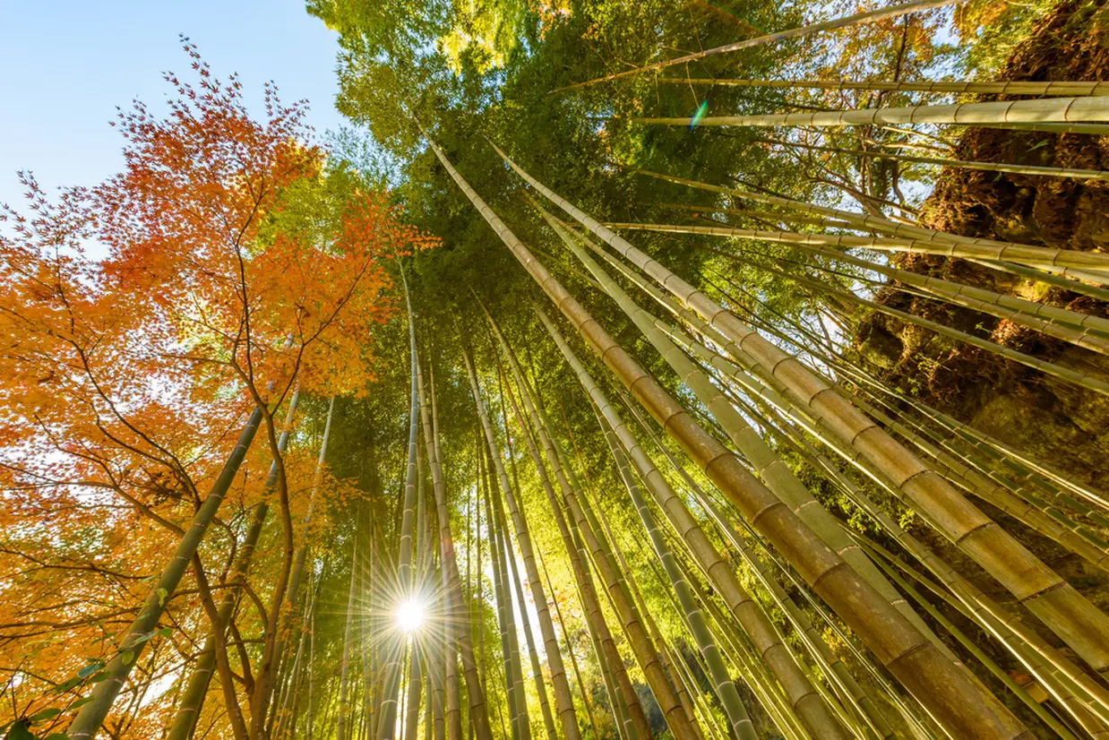 鎌倉の竹林と紅葉