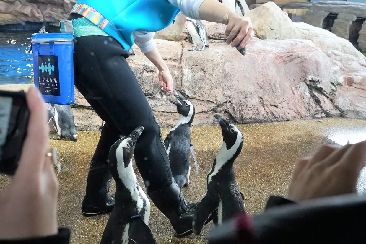 ペンギンやイルカなどの体験プログラム