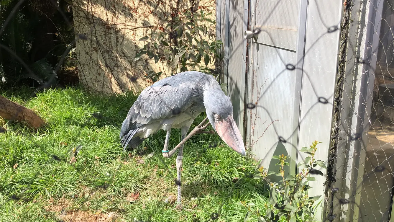 首元をかくハシビロコウ
