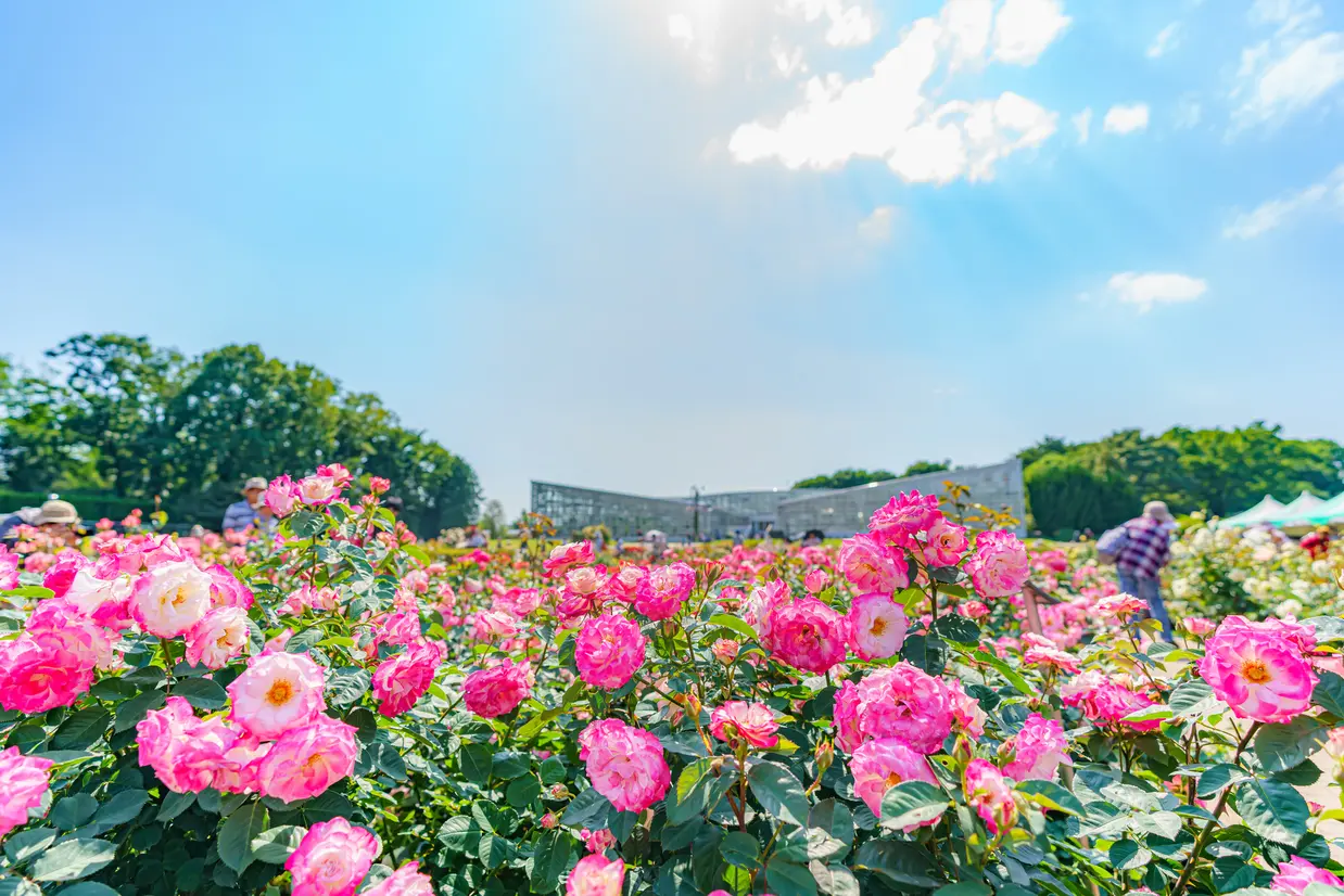 神代植物公園の楽しみ方完全ガイド 深大寺のすぐ近く バラが見事な植物公園の見どころ徹底ガイド Holiday ホリデー