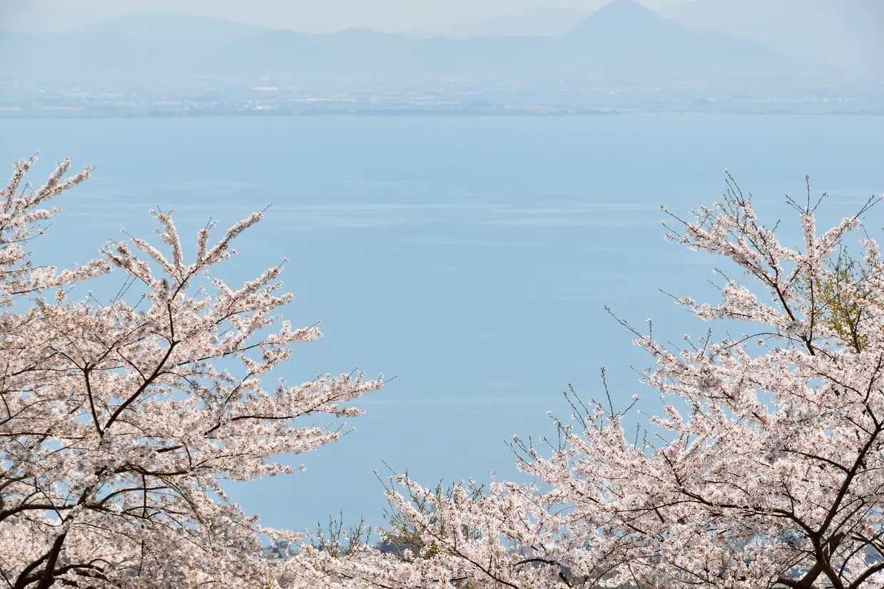 琵琶湖と桜