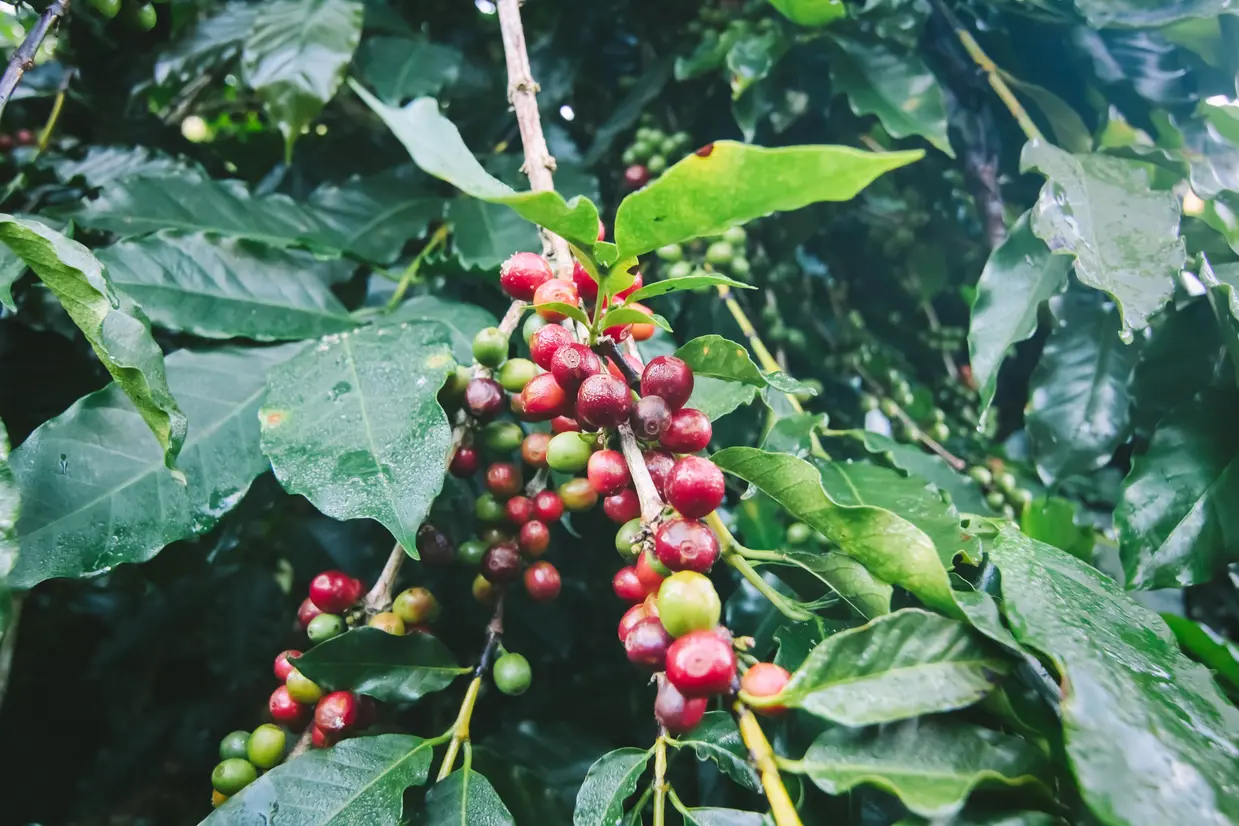 コーヒーの木