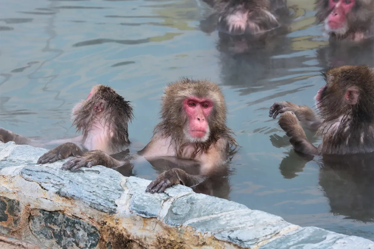 Monkeys at Hakodate Tropical Botanical Garden Image