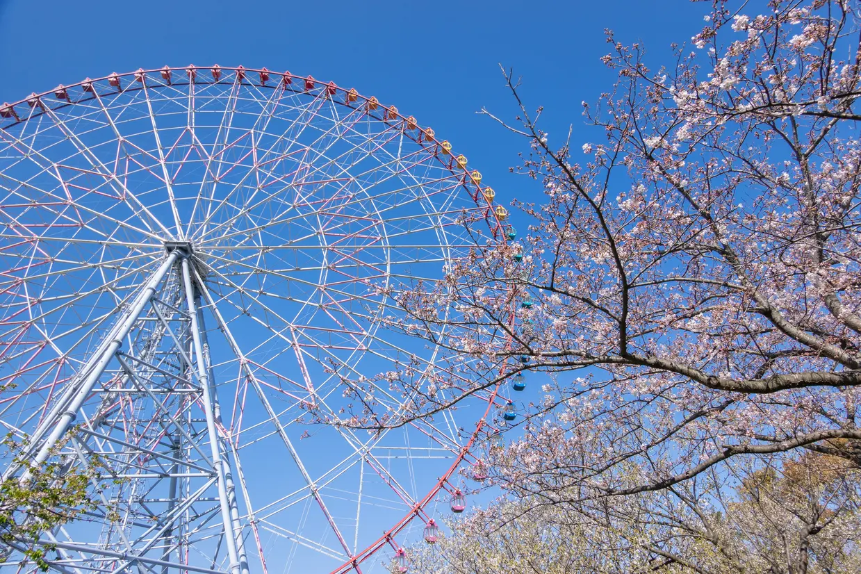 Giant Ferris Wheel and Cherry Blossoms