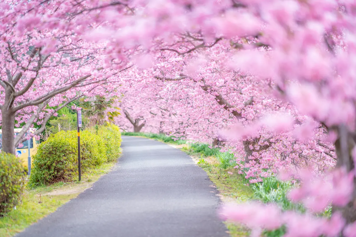 南伊豆町の桜