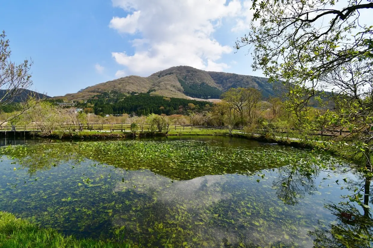 Hakone Botanical Garden of Wetlands in spring