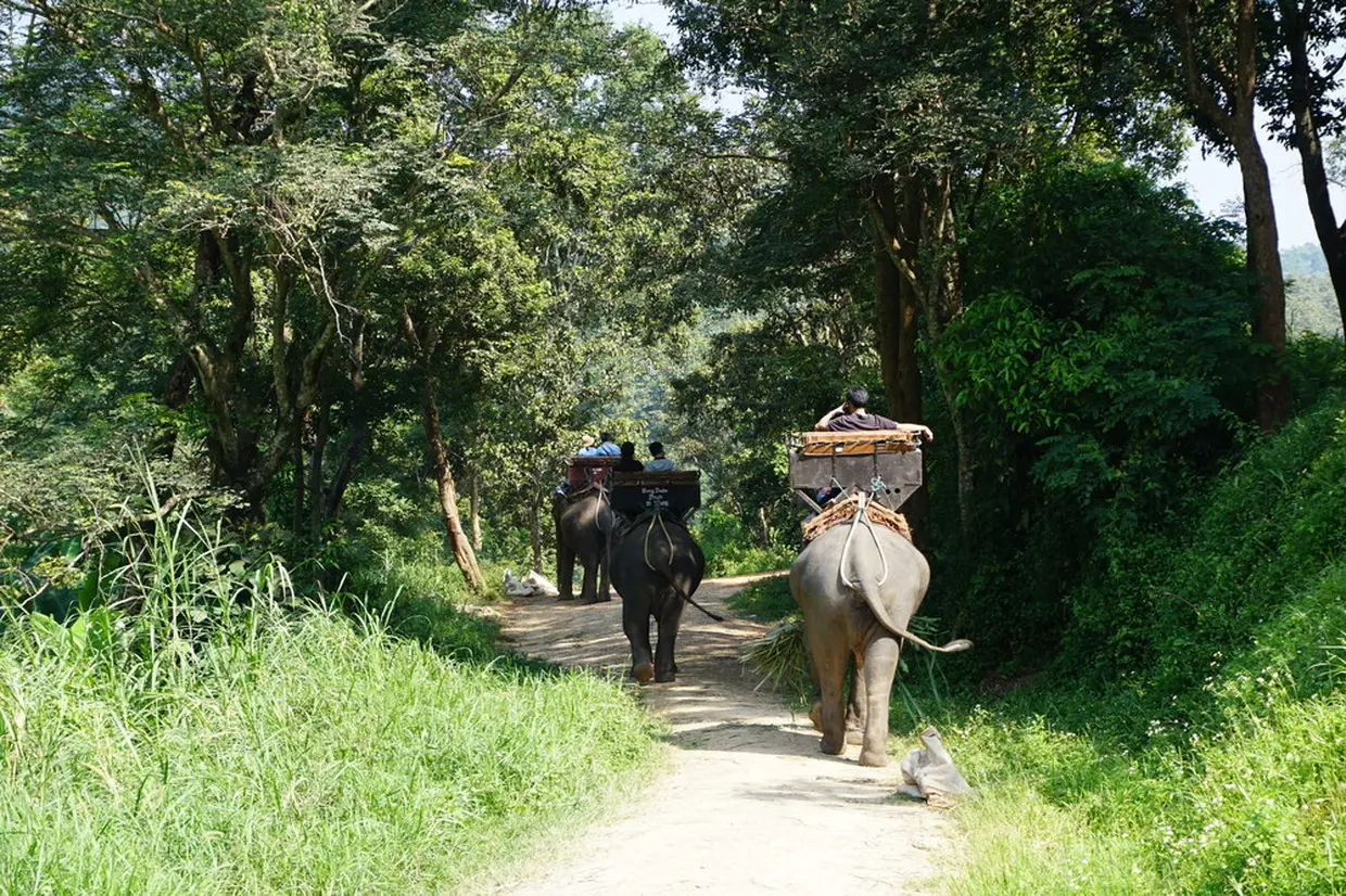 Elephant Ride Image