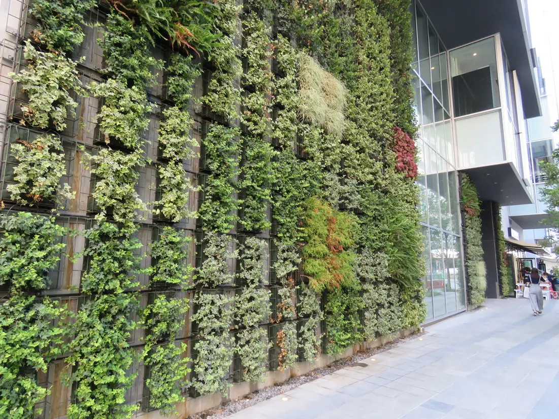 渋谷ストリーム 壁面緑化