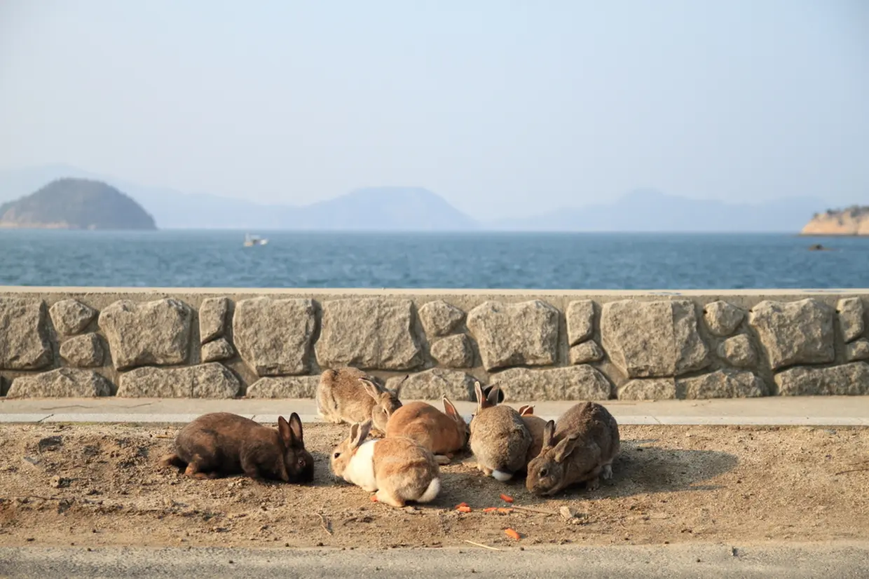 Scenery of Okunoshima Island
