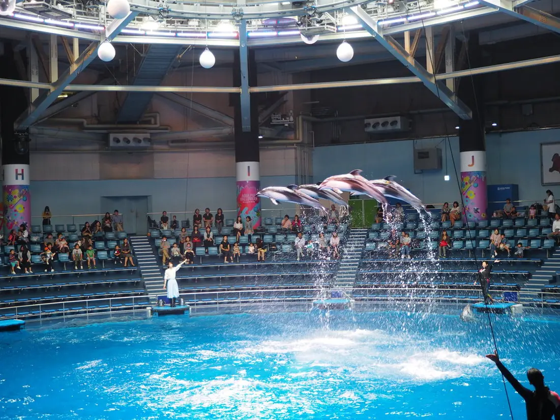 dolphin performance