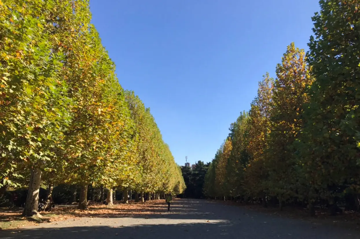 新宿御苑の秋　プラタナス並木