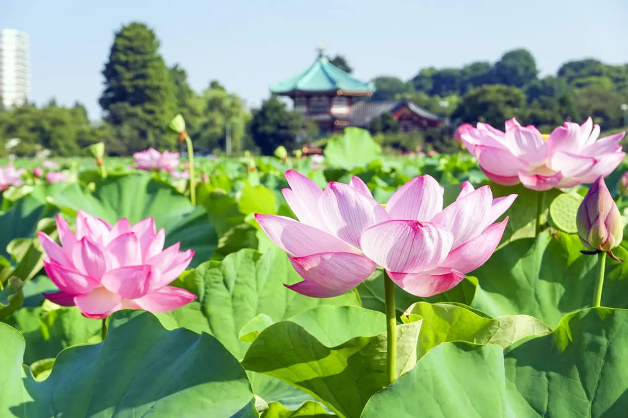Water Lily at Shinobazu Pond