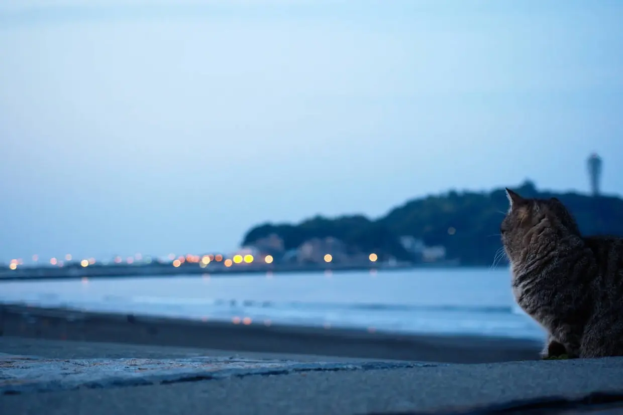 江ノ島と猫