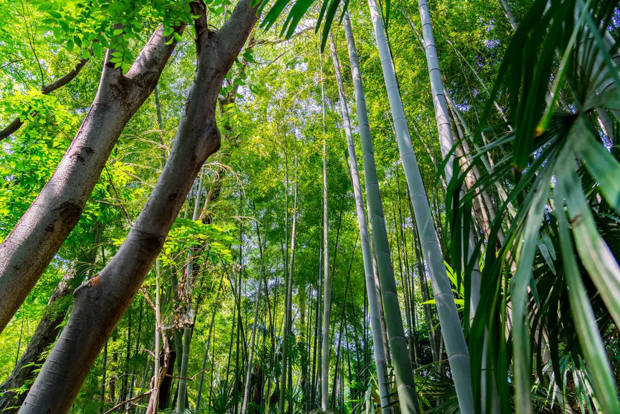 日本庭園の竹林