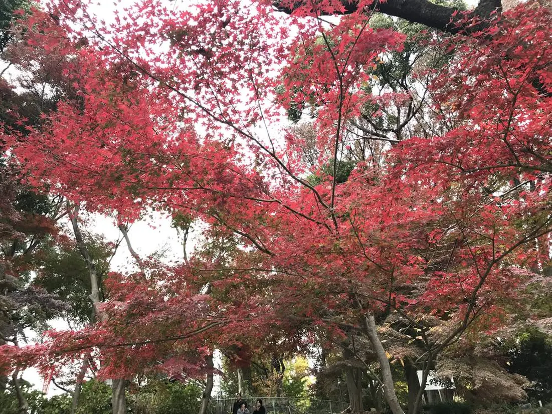 Autumn leaves in Ueno Park