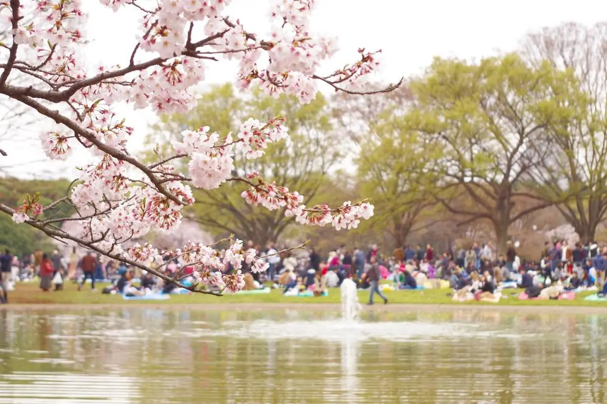 代々木公園　桜の様子