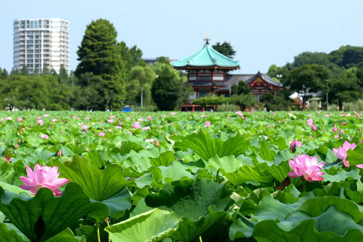 Lotus flowers in Shinobazuno Pond