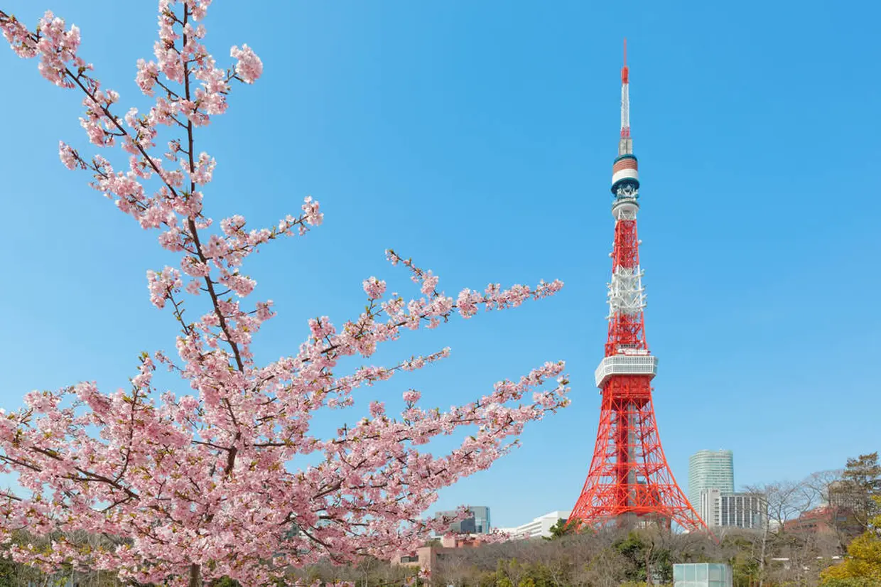 Tokyo Tower and cherry blossoms