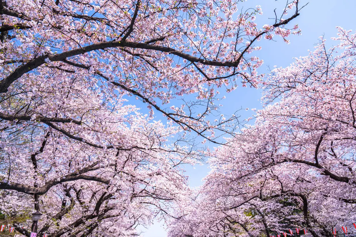우에노 온시 공원 내 벚꽃
