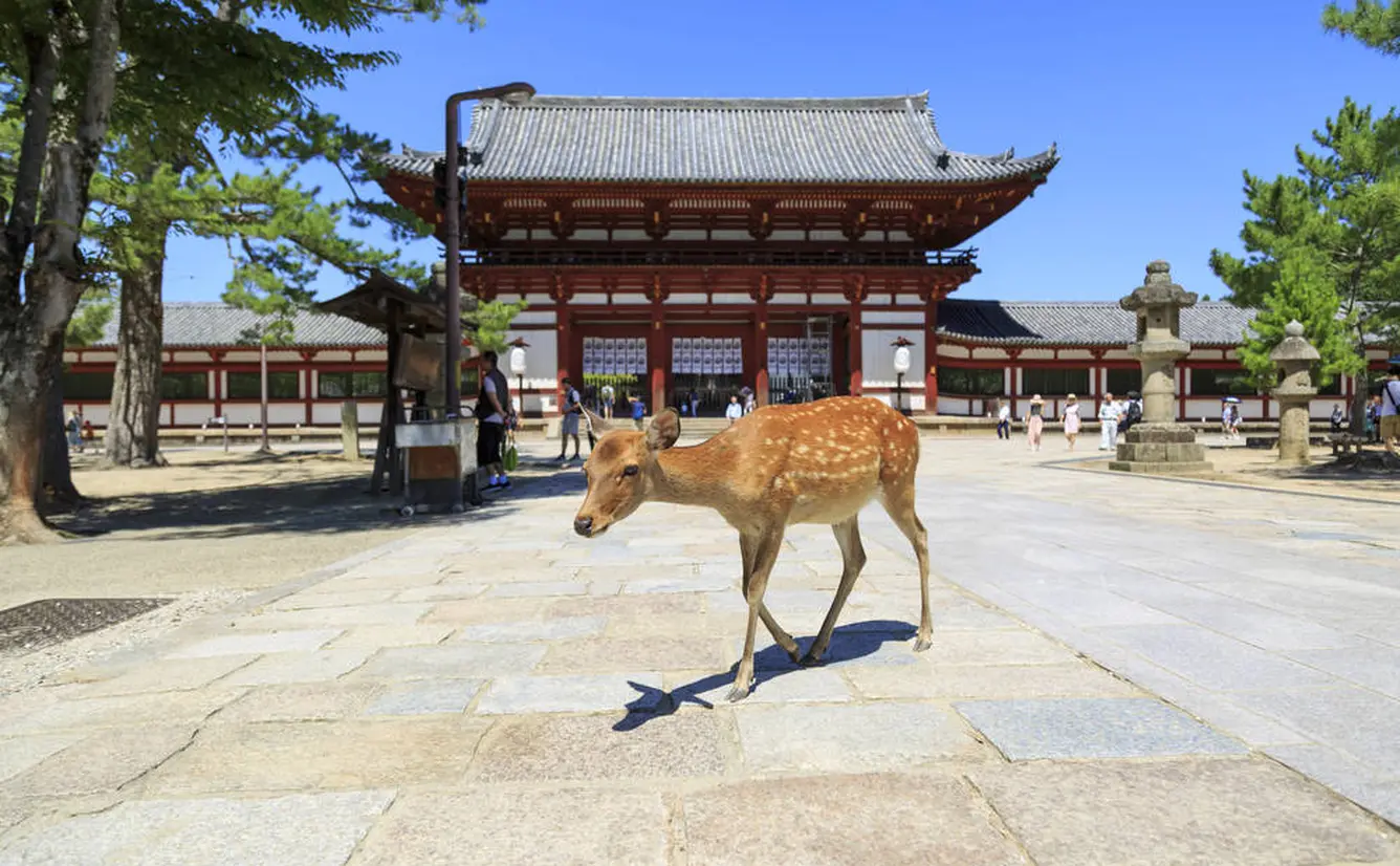 奈良旅行ガイド！人気エリアや見どころ・アクセス情報が満載！のカバー画像