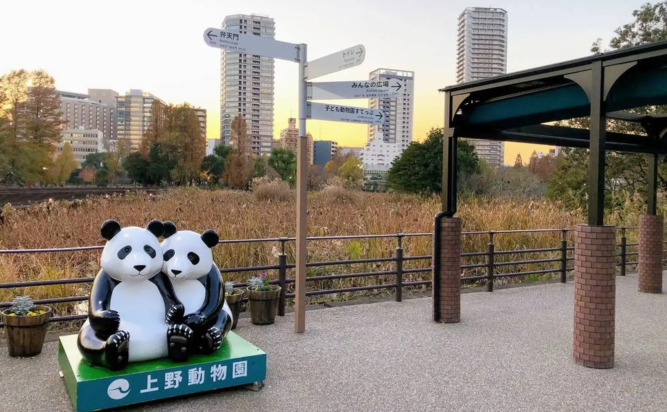 【上野動物園】ジャイアントパンダの観覧方法徹底ガイドのカバー画像