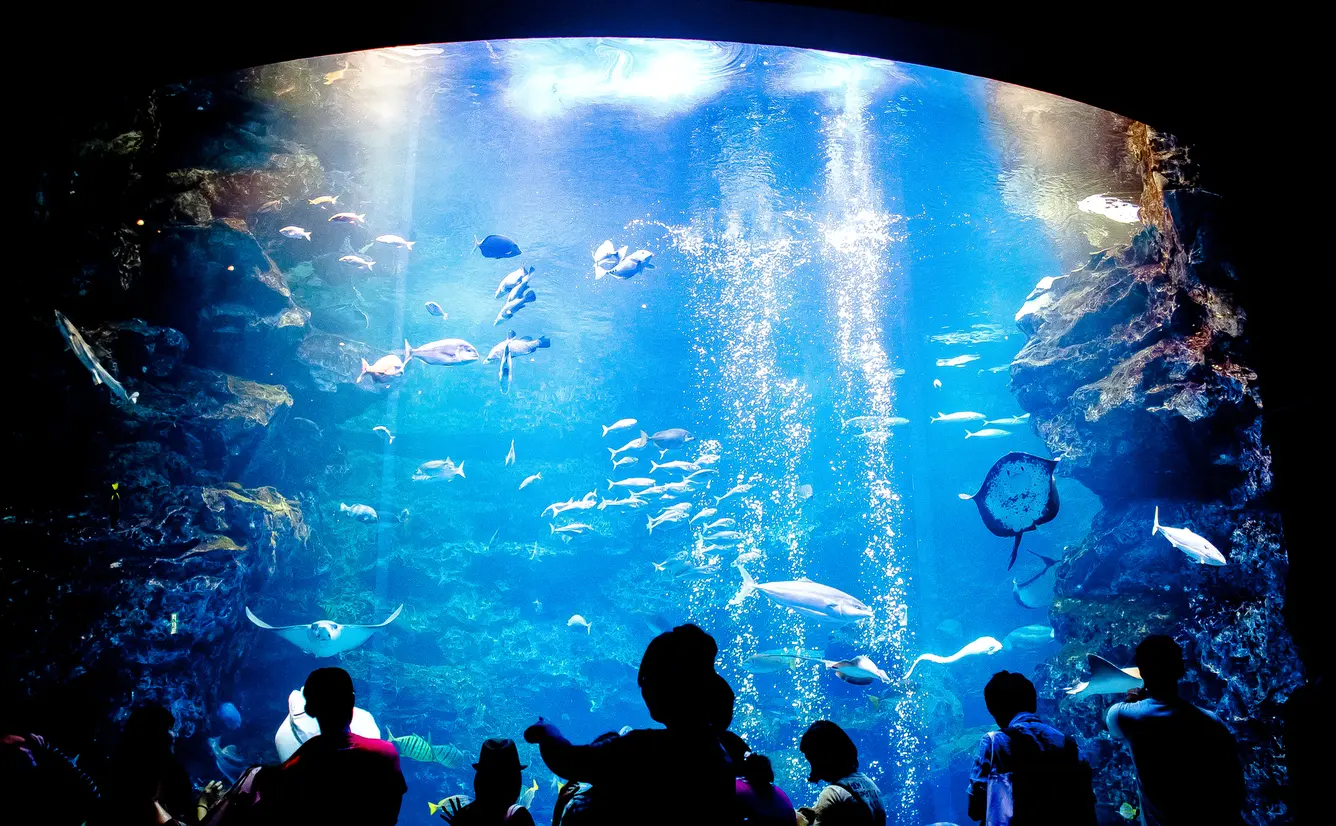 京都水族館の楽しみ方完全ガイド 雨の日も楽しい おすすめ情報や周辺グルメも満載 Holiday ホリデー