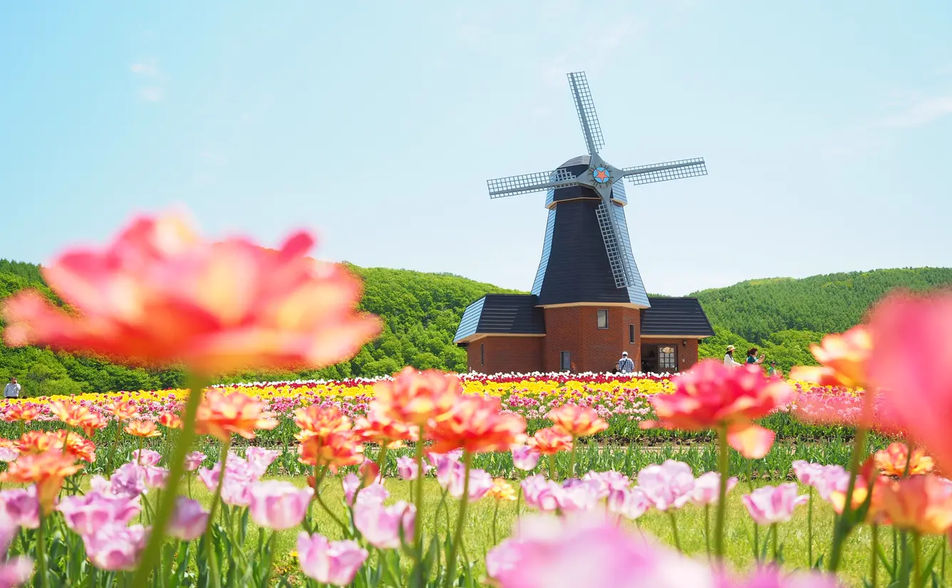 【オランダ観光スポット紹介】風車、チューリップ、チーズ、ミッフィー！おすすめスポットを厳選のカバー画像