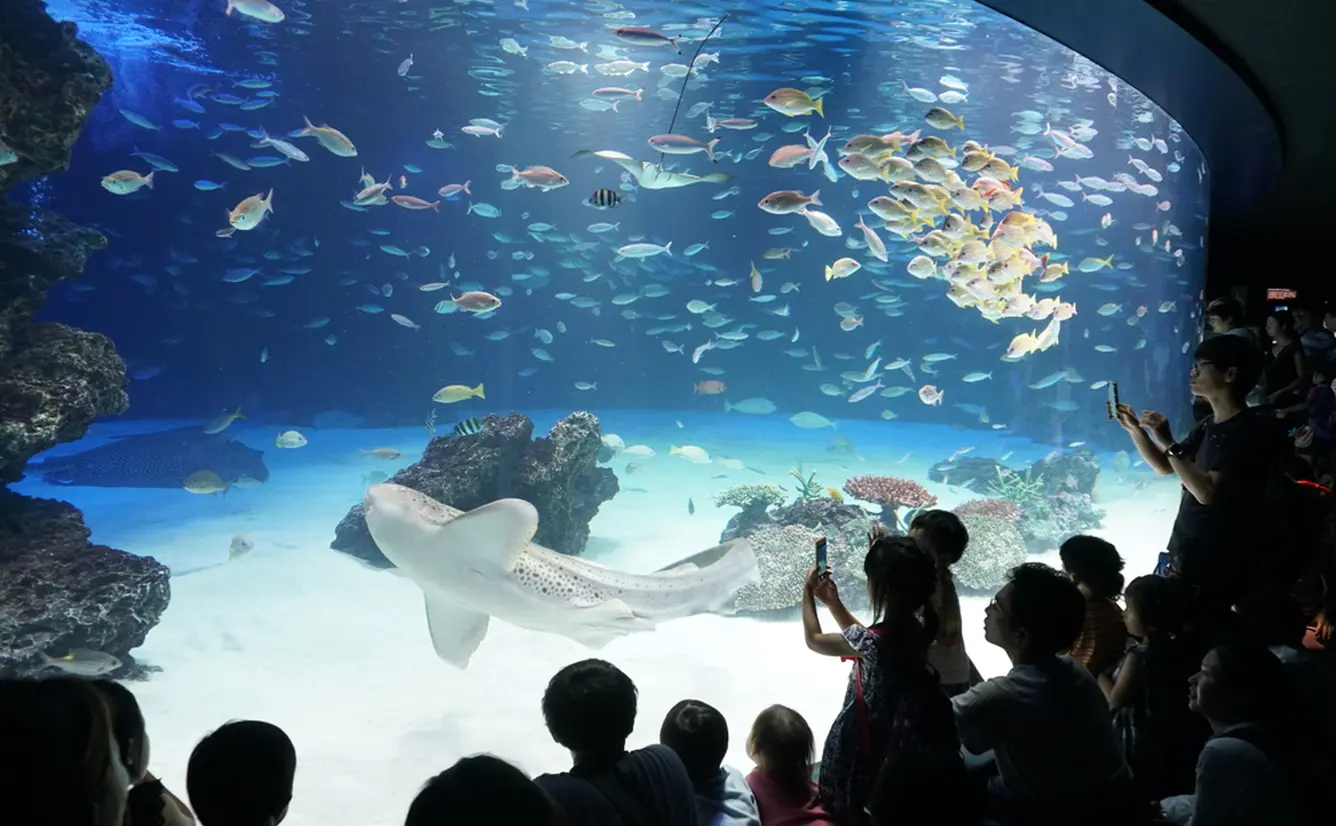 2020年 サンシャイン水族館の楽しみ方完全ガイド 最新イベント情報も満載 Holiday ホリデー