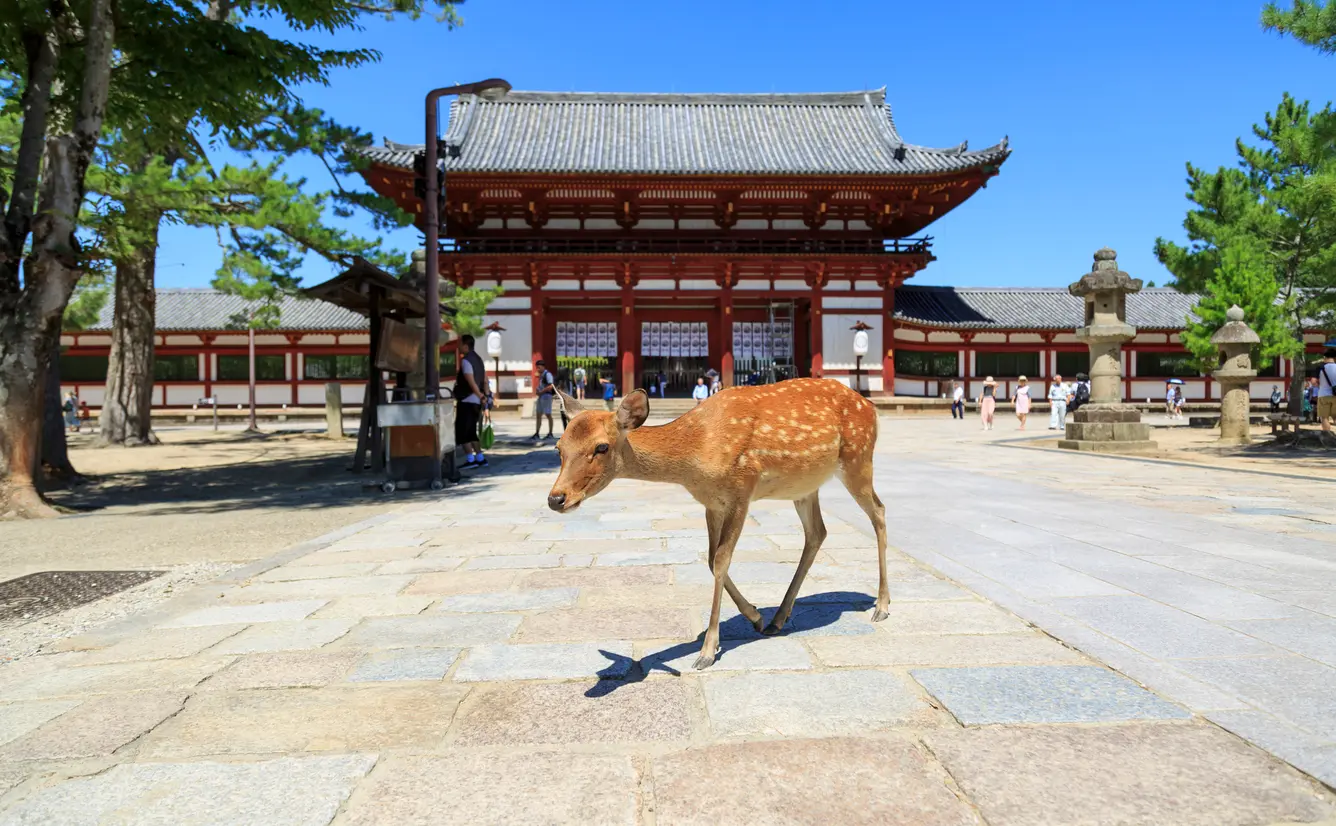 奈良県の新型コロナウイルス感染症対策と観光の最新情報（9月27日更新）のカバー画像