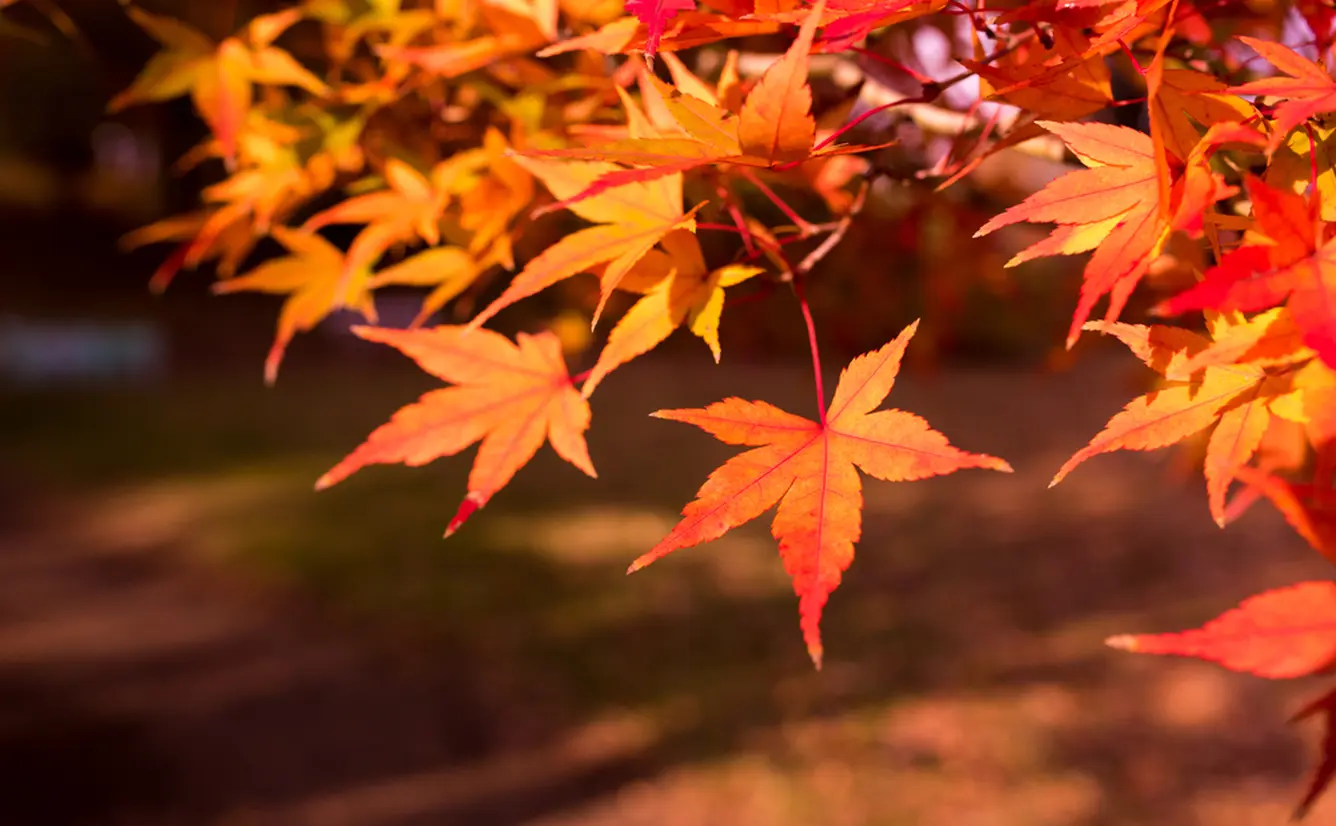 秋に行くならココ 東京の秋観光で行きたいおすすめスポットを紹介 Holiday ホリデー