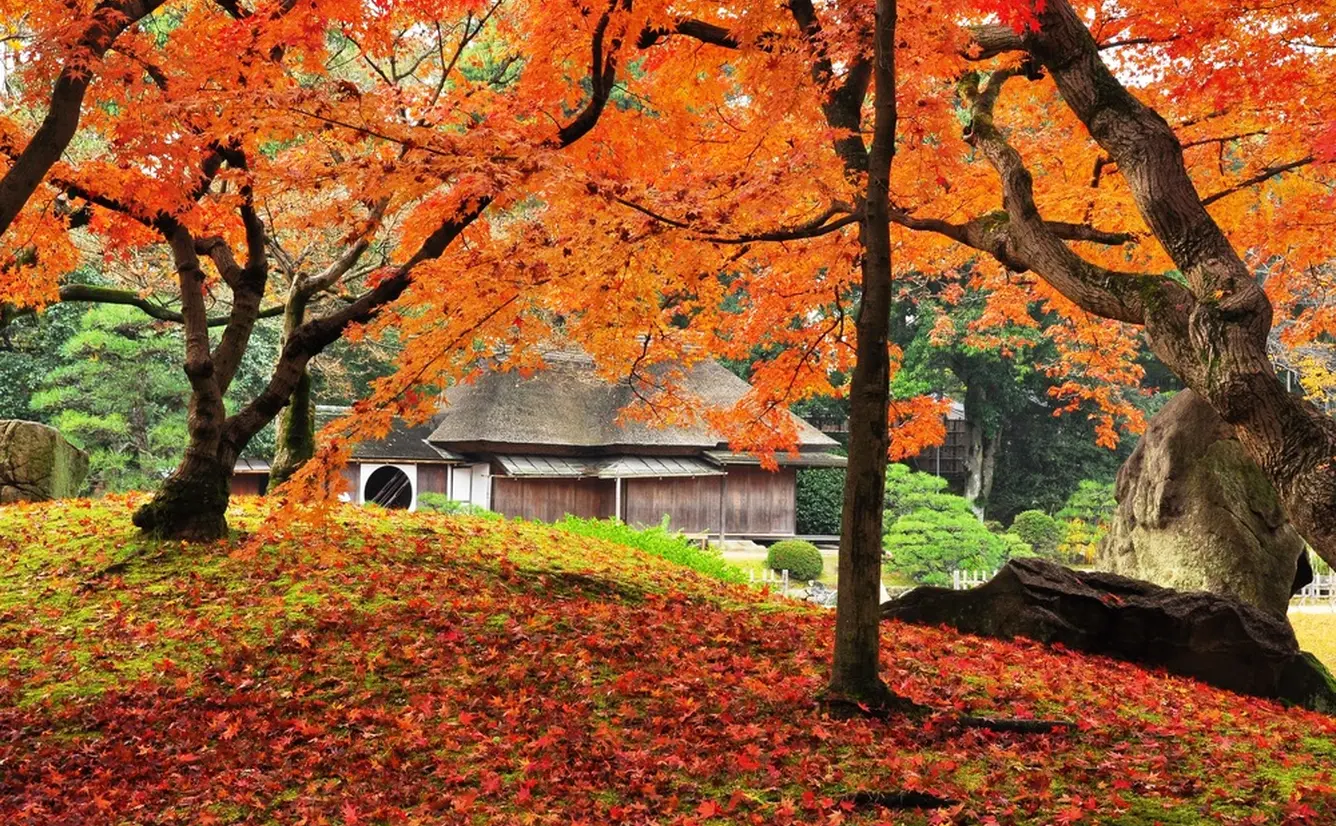 秋の東京を楽しむ！おでかけにぴったりのおすすめプランを紹介のカバー画像