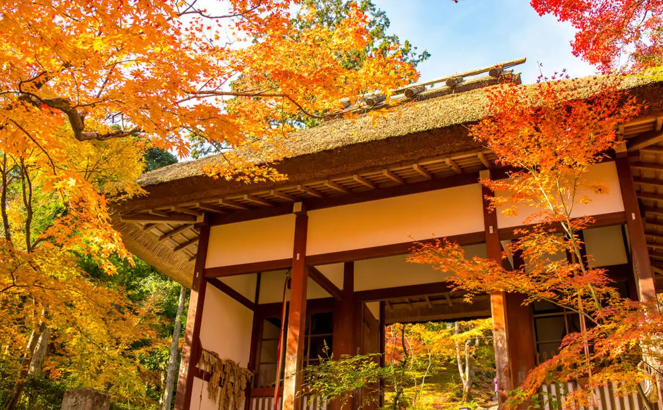 【秋の嵐山・嵯峨野】紅葉を満喫する！おすすめスポットをご紹介！のカバー画像