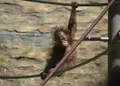 東京都多摩動物公園の写真_16991