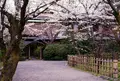 円山公園の写真_24489