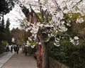 円覚寺の写真_37504