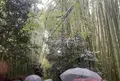 嵐山 竹林の小径の写真_1336635