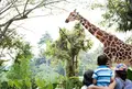 シンガポール動物園の写真_488195
