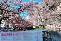 熱海桜の写真_517900