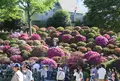 根津神社の写真_134767