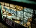 草津熱帯圏の写真_26596