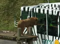 東京都多摩動物公園の写真_16974
