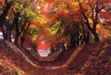 富士河口湖紅葉まつり - もみじ回廊を鮮やかに彩る秋の木々
