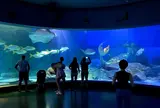 メルボルン水族館