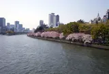天満橋 桜