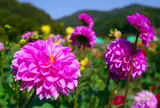 黒川ダリヤ園